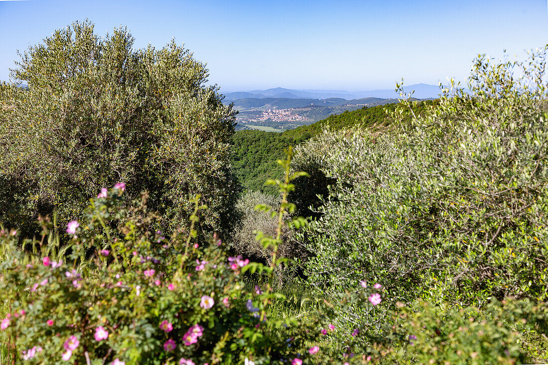 Hilly landscape near Castel Rigone with a view of Magione