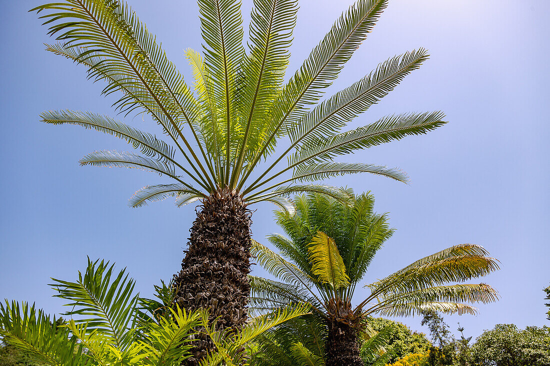 Queen sago, sago palm fern, Cycas circinalis