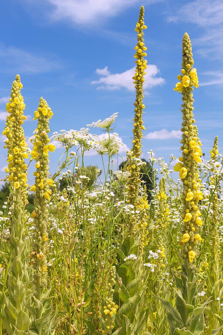 Mullein, Verbascum