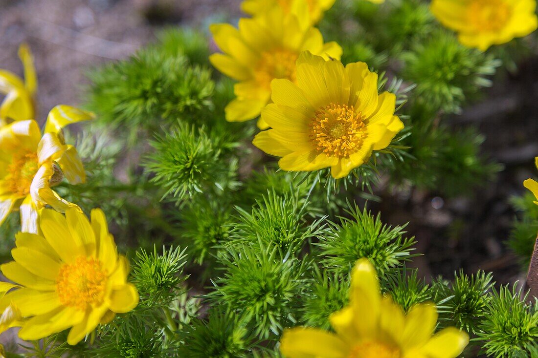 Adonis, Adonis vernalis