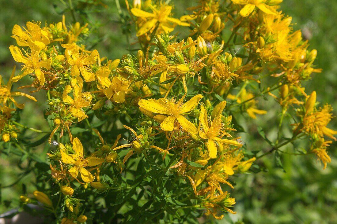 John's wort, Hypericum perforatum