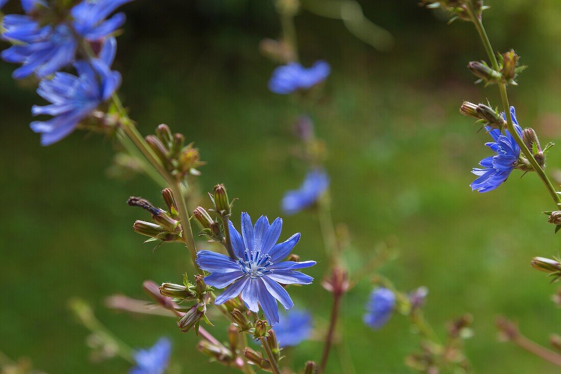 Chicory, Cichorium intybus