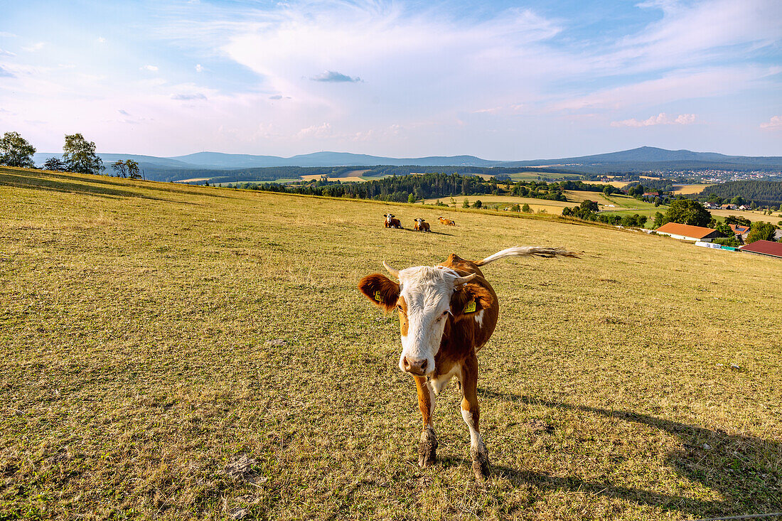 Armesberg, Aussicht über die Oberpfalz, Kühe, Bayern, Deutschland