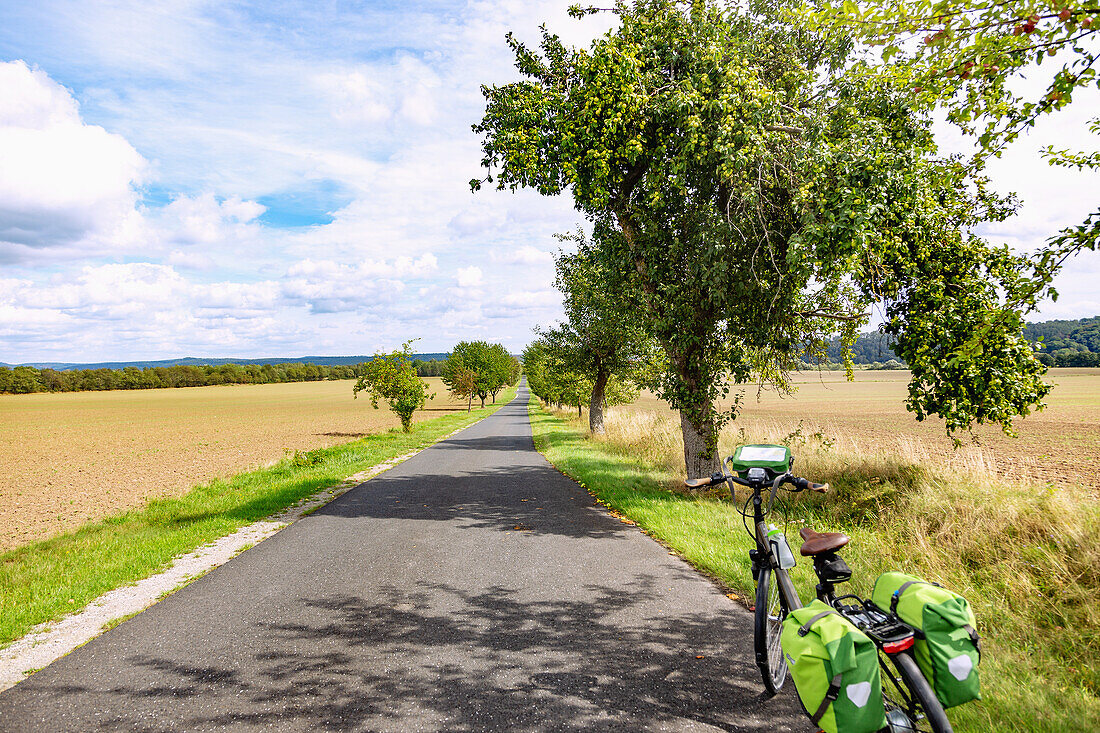 Werraradweg, Allee, Fahrrad bei Dankmarshausen, Thüringen, Deutschland