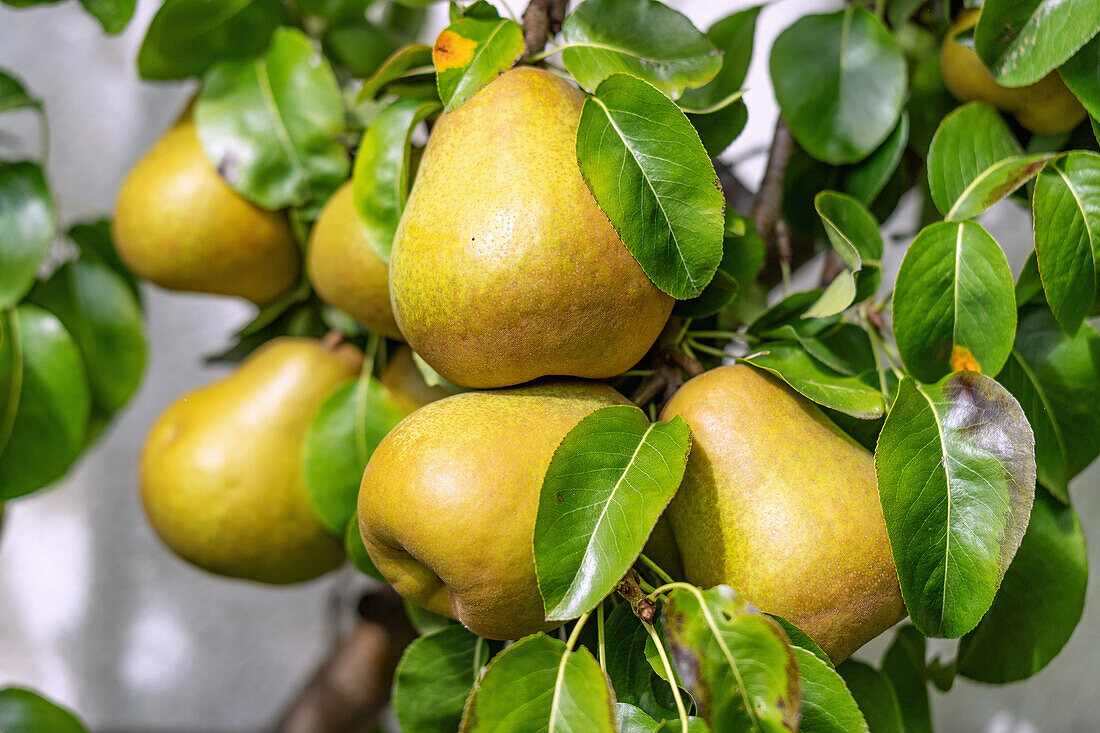 Trellis pears, ripe