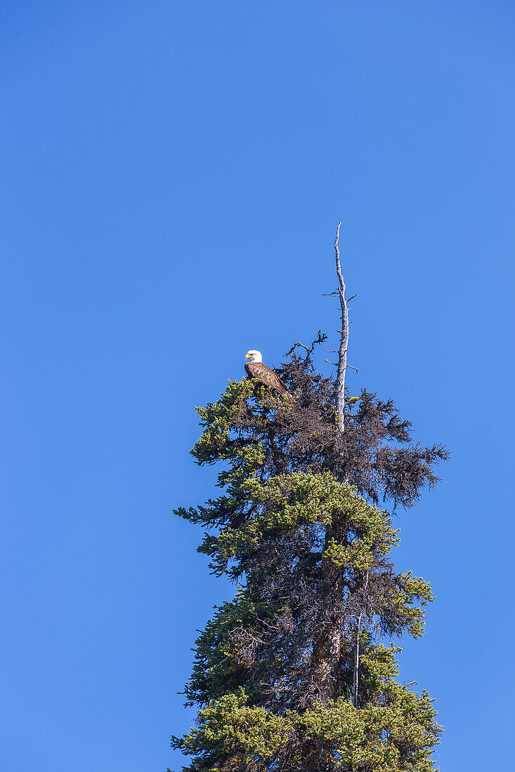 Jasper National Park, Weißkopfseeadler, Alberta, Kanada