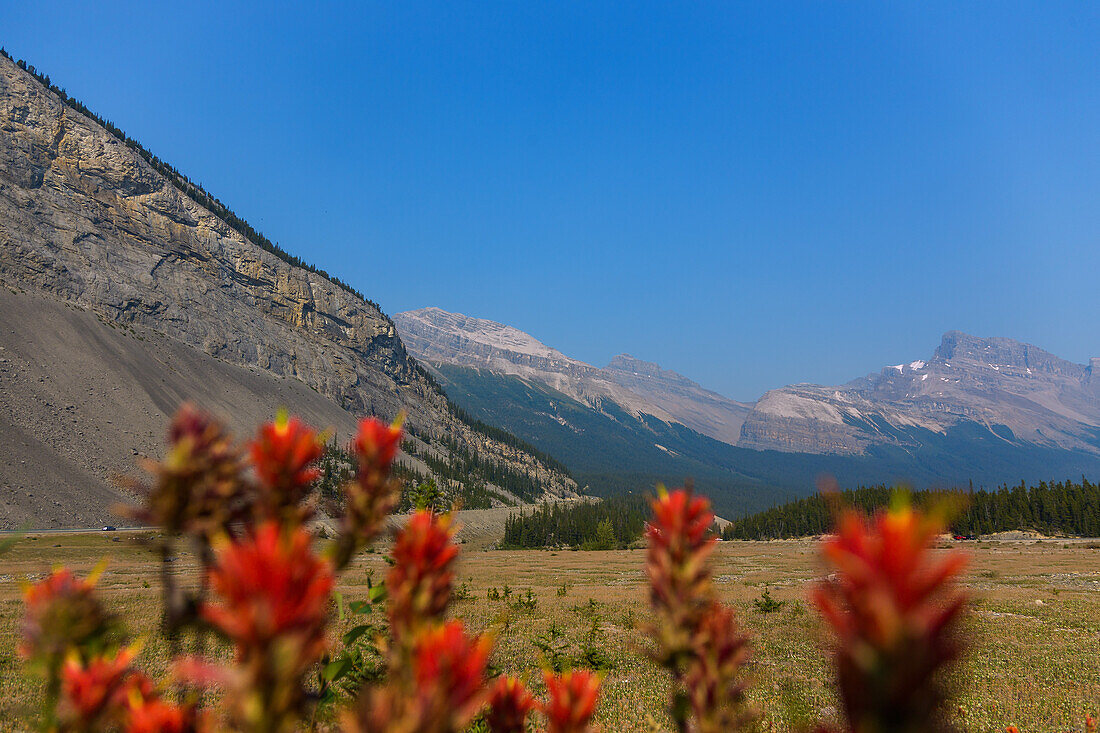 Jasper National Park; Icefields Parkway; Wilcox Pass, Blumenwiese, Alberta, Kanada