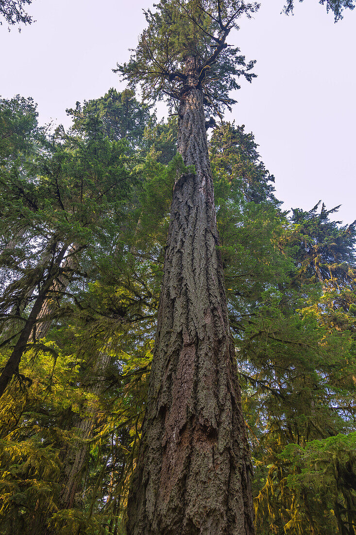Vancouver Island; MacMillan Provincial Park, Cathredal Grove Trail, British Columbia, Kanada