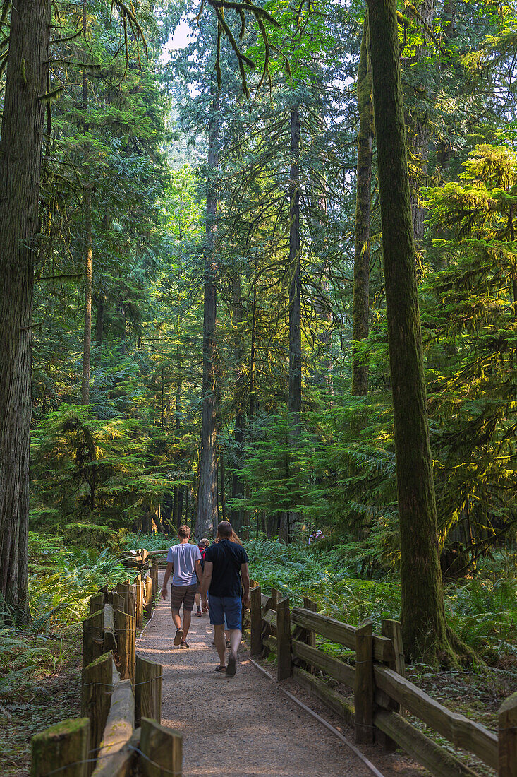 Vancouver Island; MacMillan Provincial Park, Cathredal Grove Trail