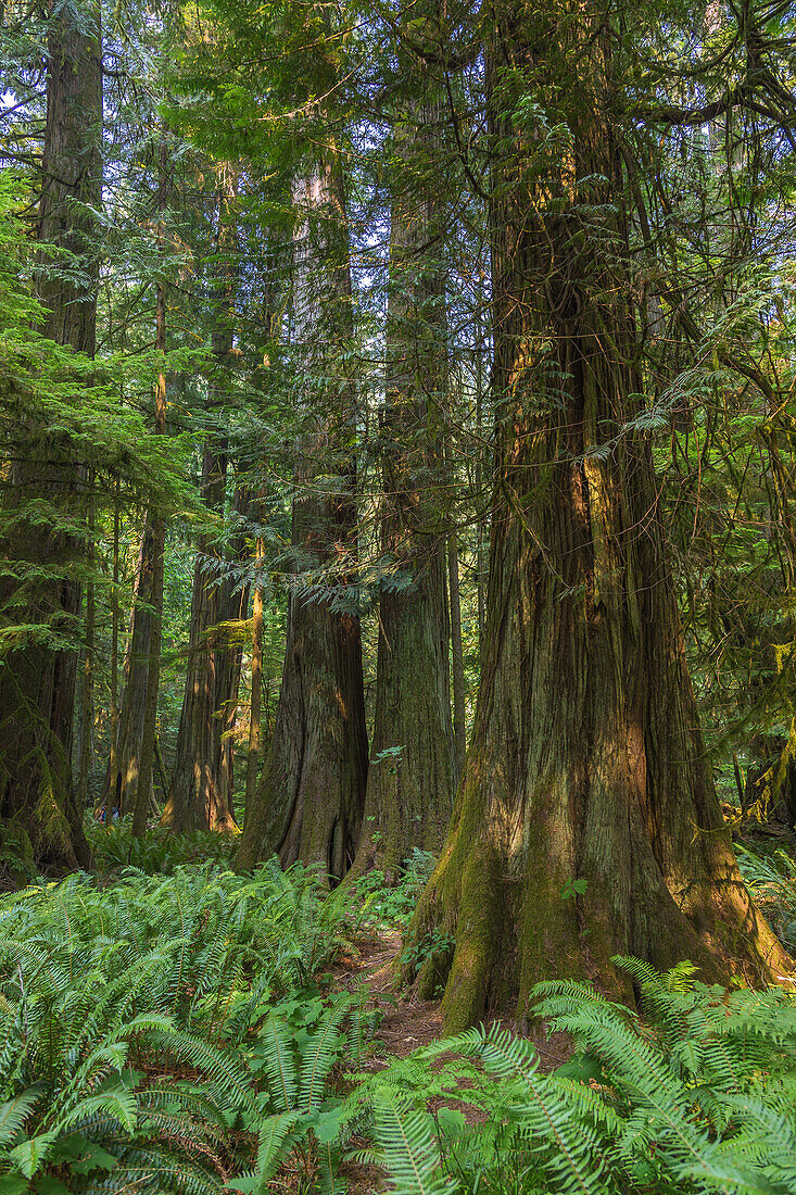 Vancouver Island; MacMillan Provincial Park, Old Growth Trail, Western Red Cedars