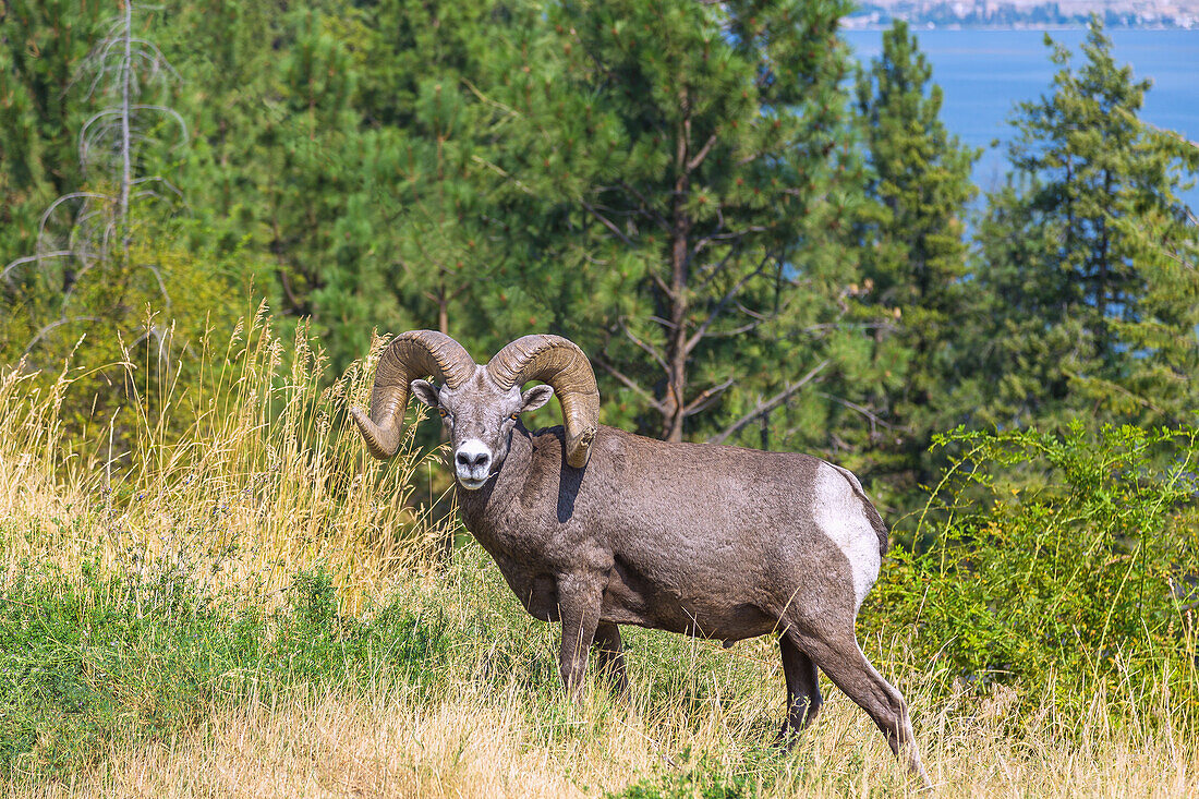Bighorn sheep, ram, Ovis canadensis, Okanagan Lake