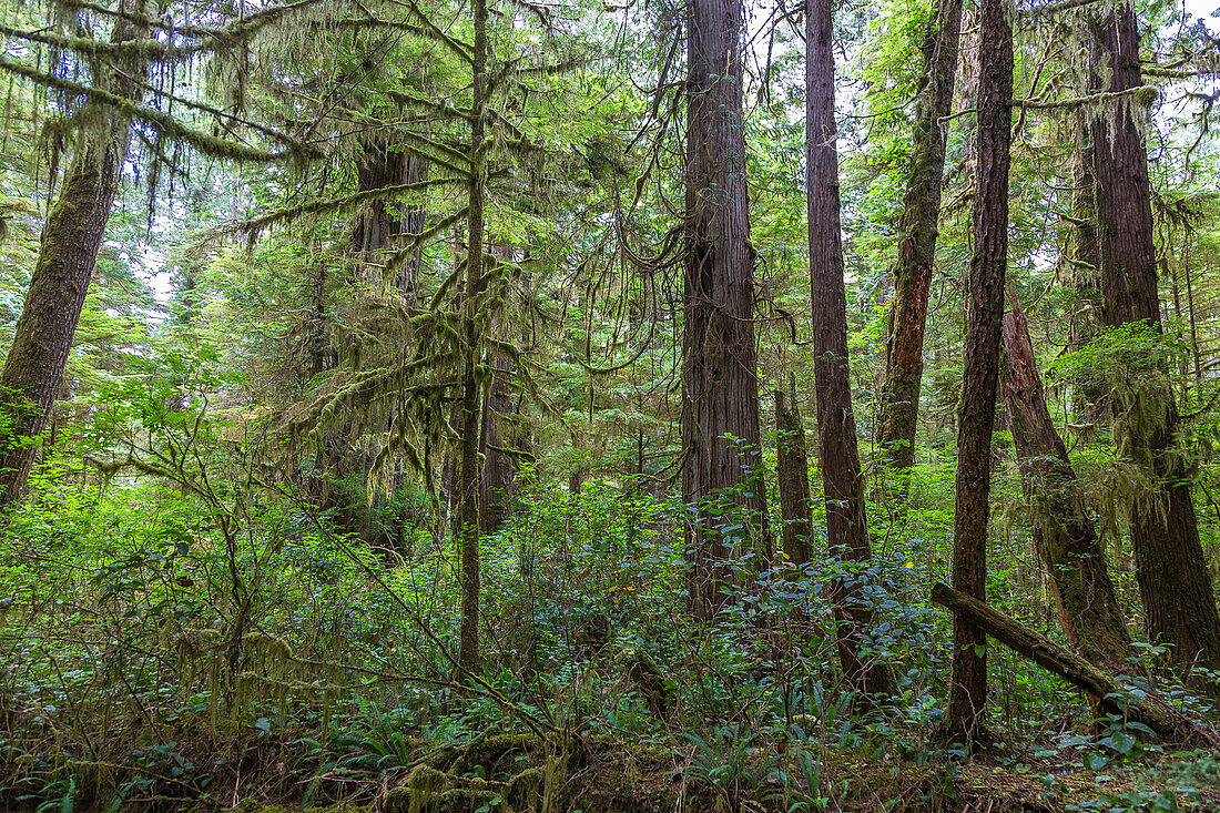 Pacific Rim National Park; Rainforest Trail, British Columbia, Kanada