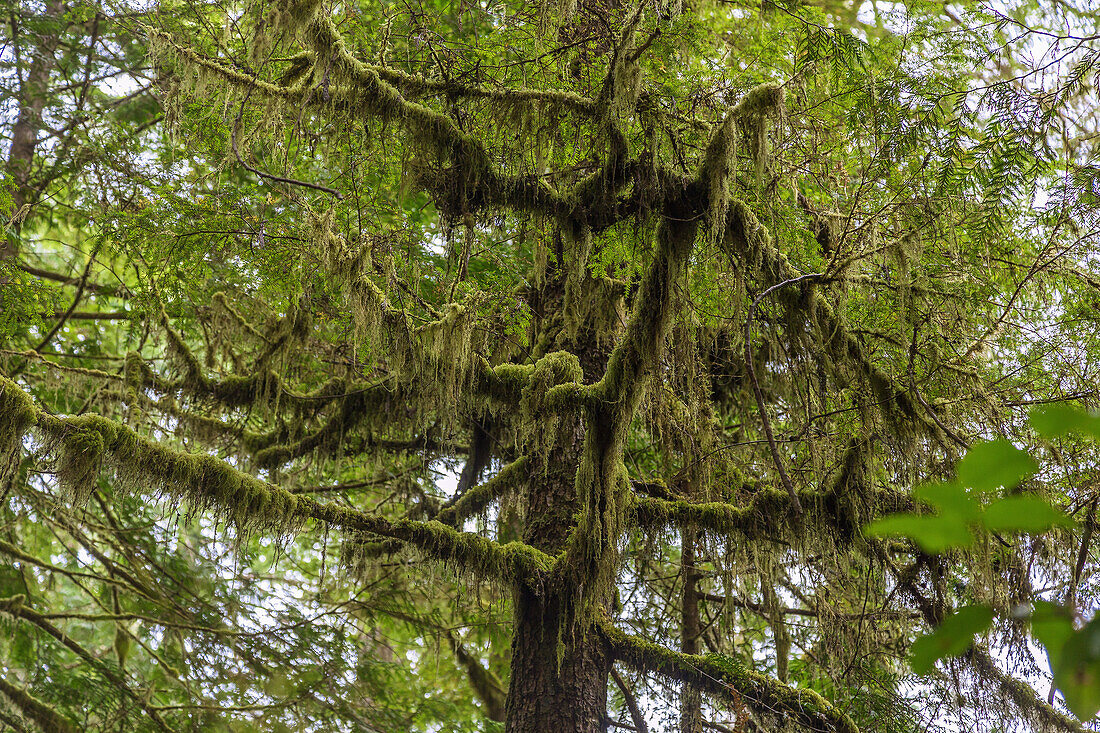 Pacific Rim National Park; Rainforest Trail, tree with lichen