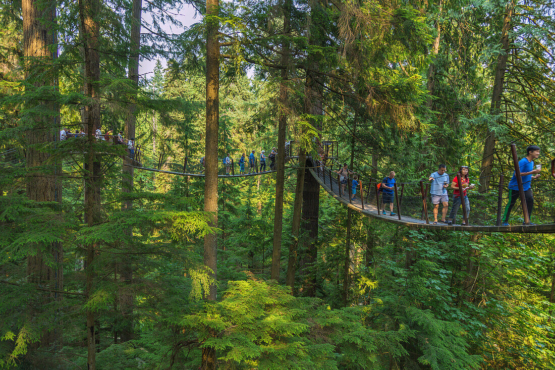 Vancouver, North Vancouver, Capilano Suspension Bridge, Tree Tops Adventure