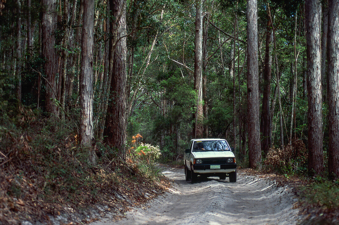 4WD on sandy track driving through native bushland - Fraser Island