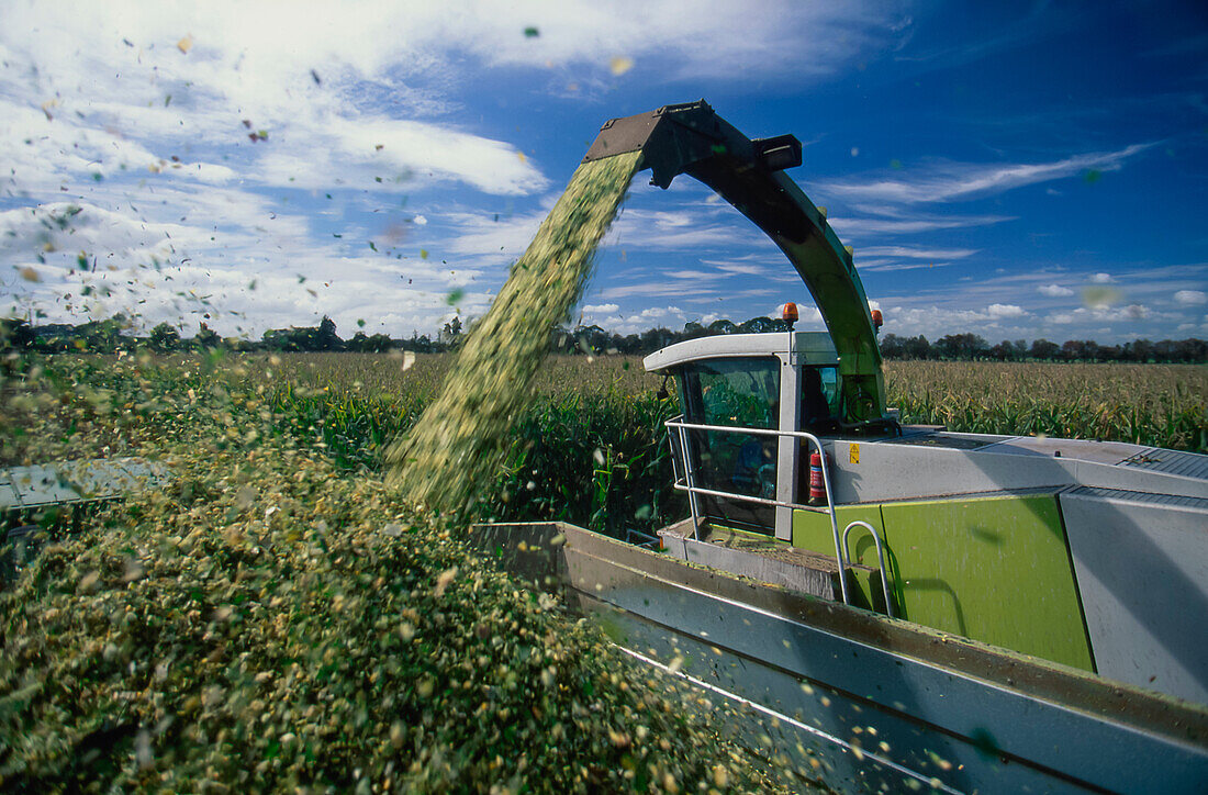 Large combine harvester harvesting maize crop