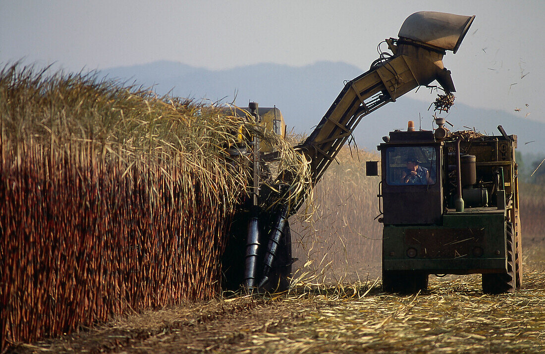 Große Maschinen, die Zuckerrohr ernten