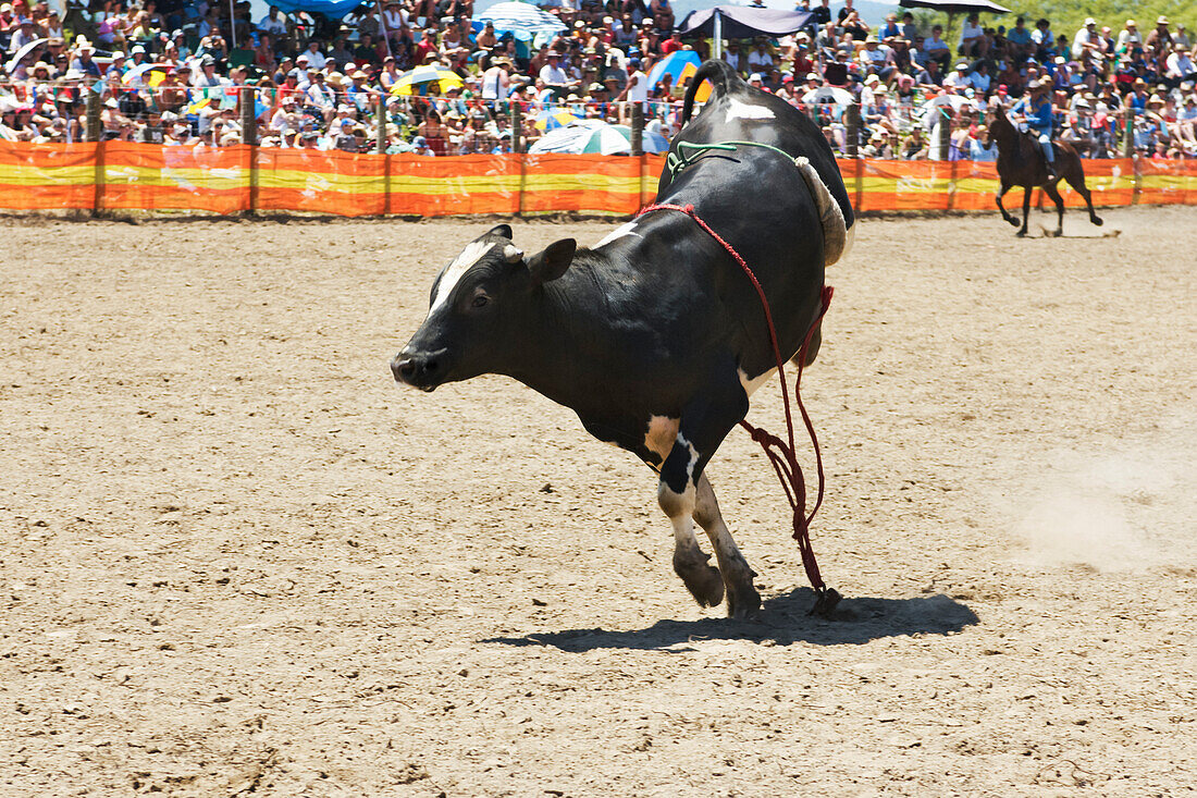 Bucking Bull at Rodeo