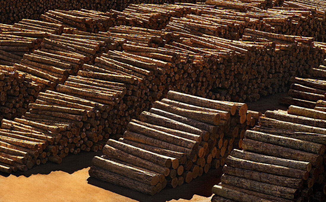Auf dem Kai gestapelte Holzstämme, die auf den Export warten