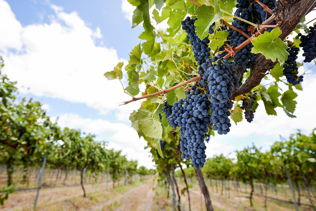 Lila Trauben hängen von Weinreben im Weinberg