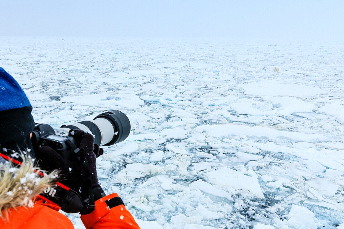 Photographer and Polar Bear (Ursus maritimus) on the pack ice, Arctic Ocean, Hinlopen Strait, Svalbard, Norway