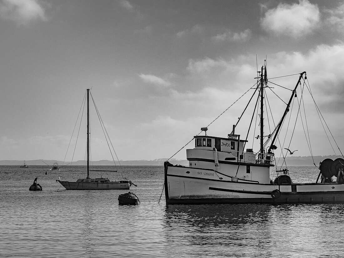 Schwarz und Weiß, kein wahres Refugium, Tintenfisch-Fischerboote in Monterey Bay, Monterey Bay National Marine Refuge, Kalifornien