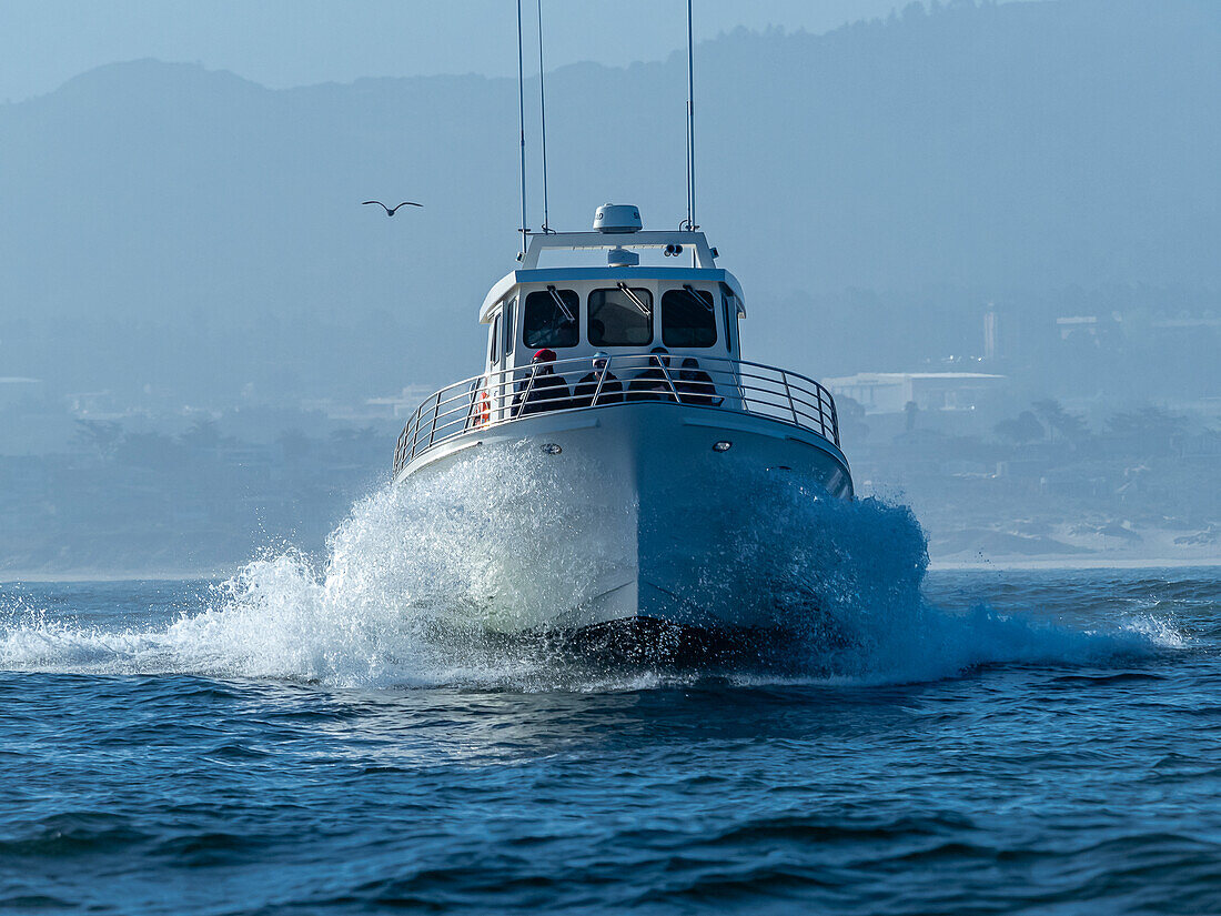 Walbeobachtungsboot in Monterey Bay, Pazifischer Ozean, Kalifornien