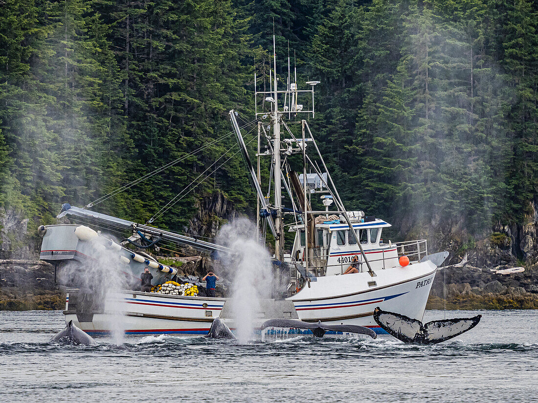 Fischerboote beobachten Wale, Egel und Flossen, die Buckelwale (Megaptera novaeangliae) in der Chatham Strait, Alaskas Inside Passage, füttern