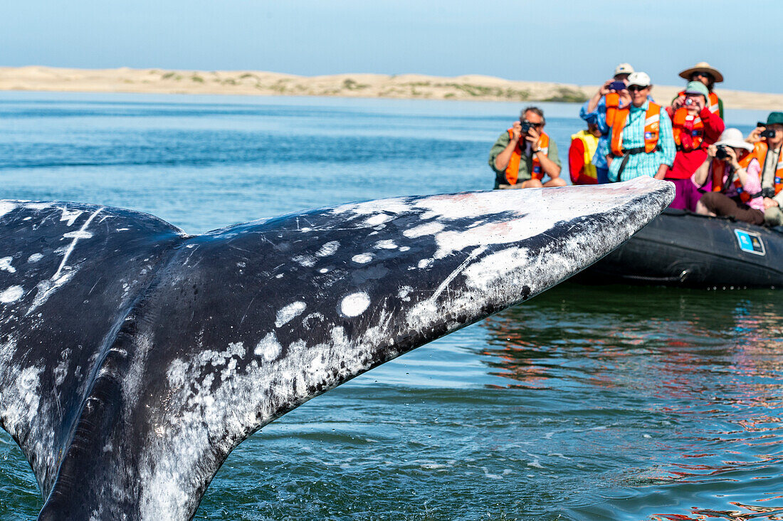 Grauwal (Eschrichtius robustus) mit Touristenboot im Hintergrund