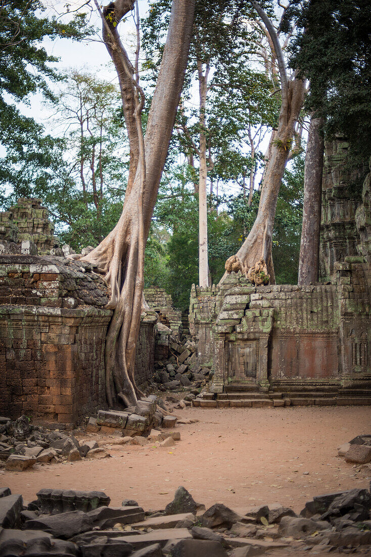 Angkor wat trees and temples