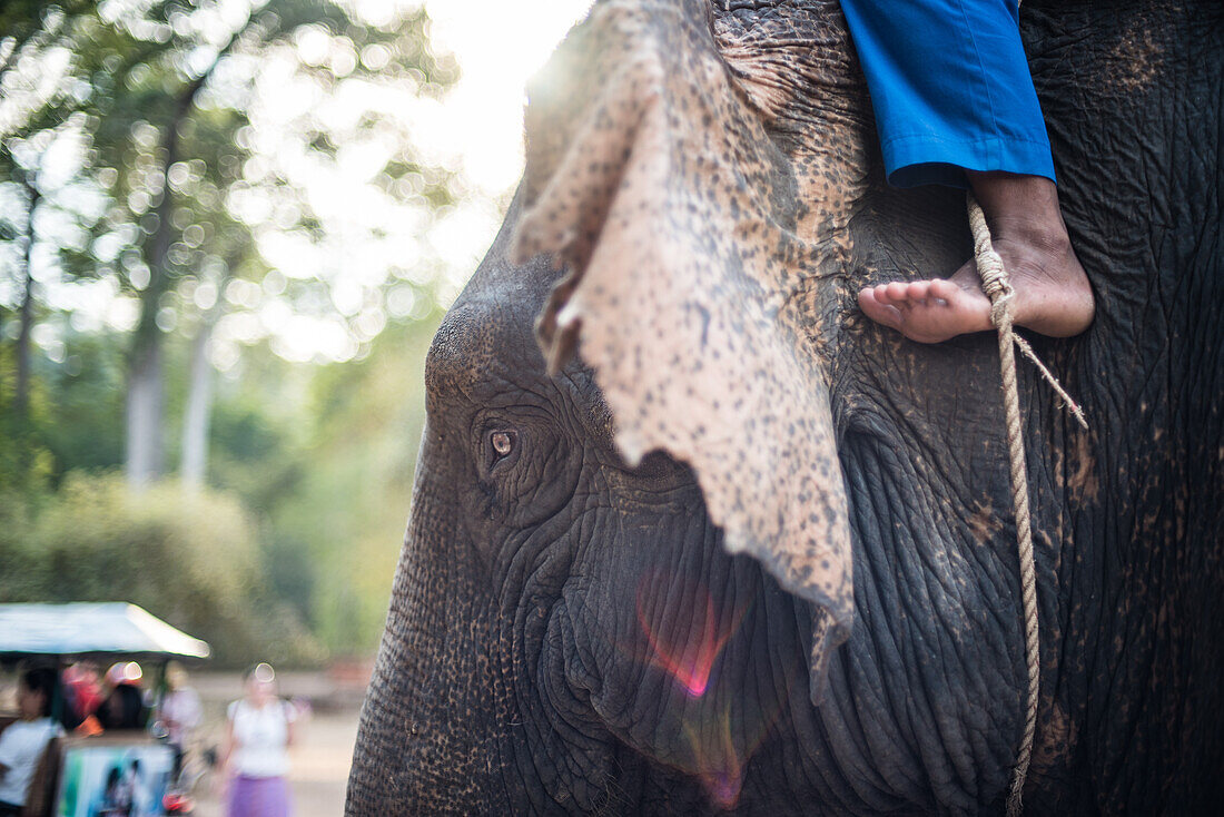 elephant rider, Cambodia