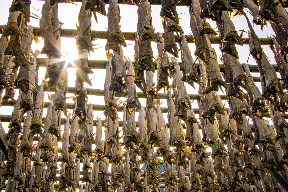 Cod fish drying in racks, Reine Island, Lotofon Islands, Norway