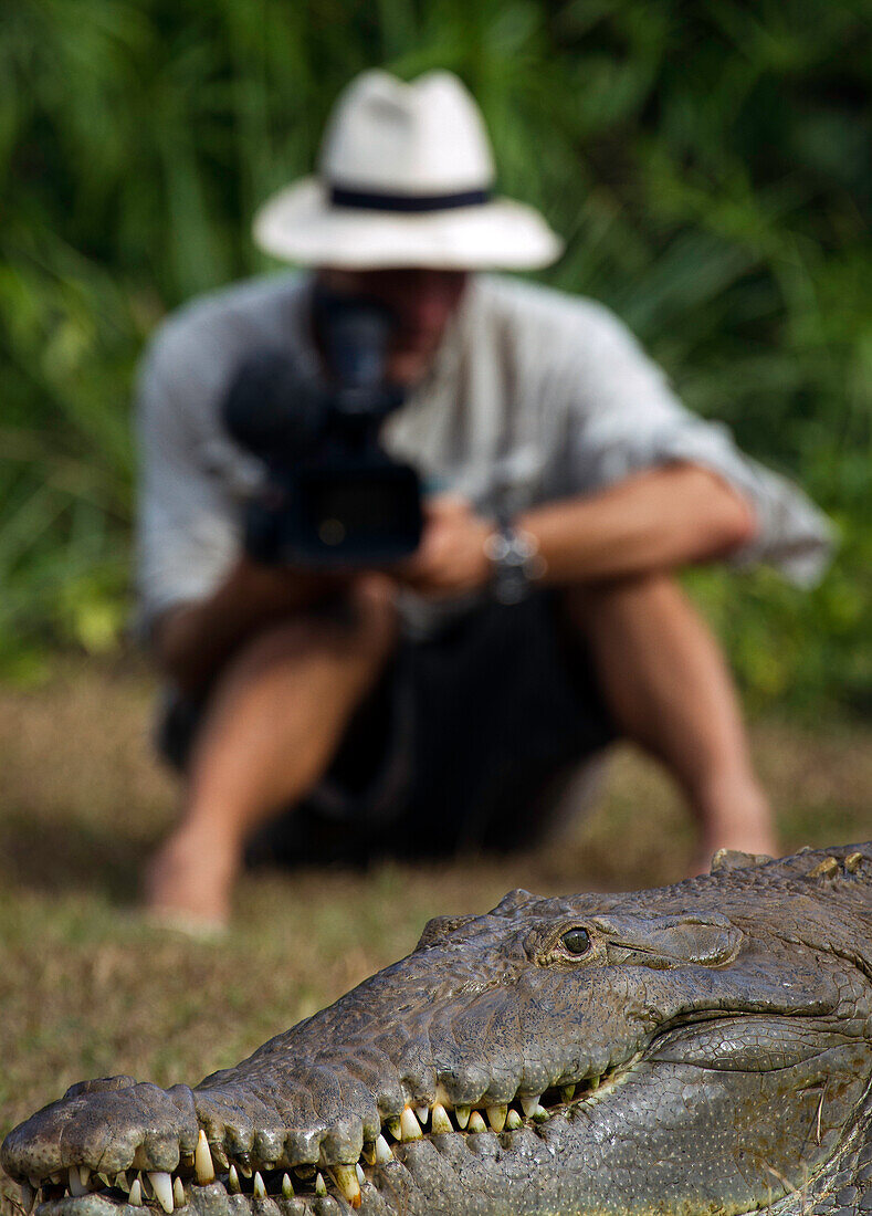 Ein Videograf nimmt ein Video von einem sehr großen Krokodil auf