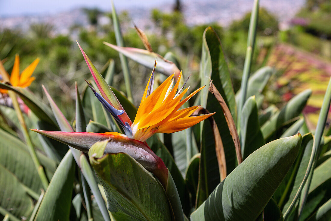 Jardim Botanico da Madeira, Funchal, Jardins Coreografados, Strelitzia