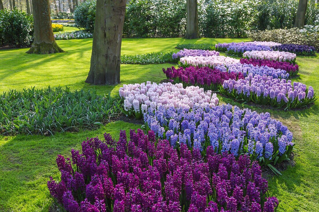 Keukenhof, flower show, gardens, daffodils