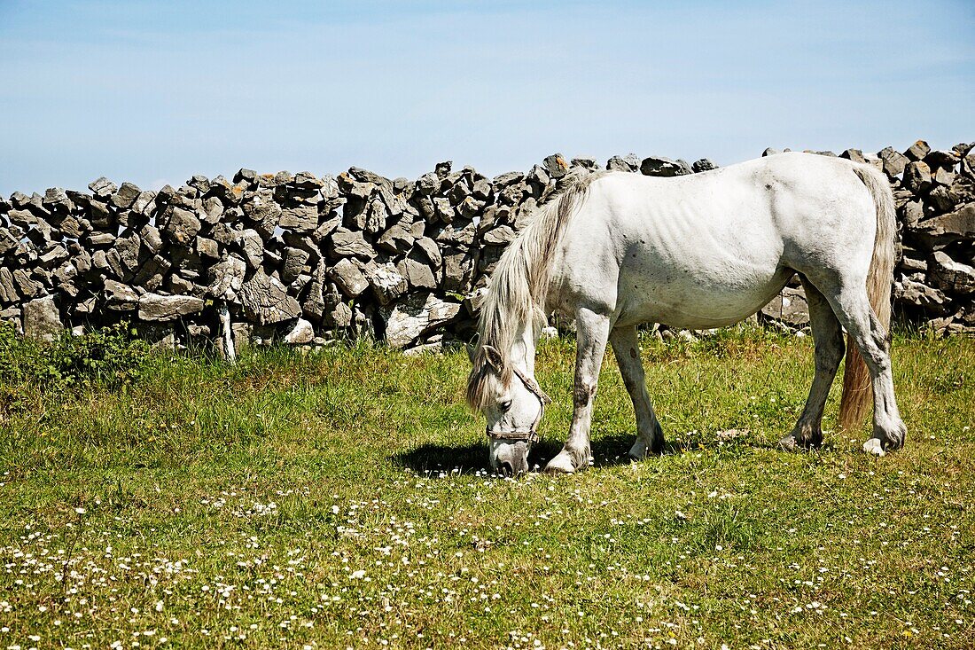 Pferde grasen vor einer Steinmauer, Inishmore, Irland