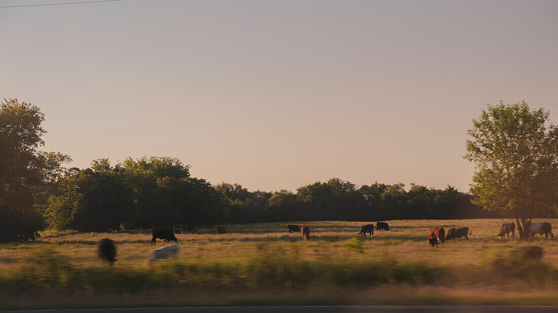 Rinder grasen irgendwo in Tennessee auf einer offenen Weide am Rande des Highways.