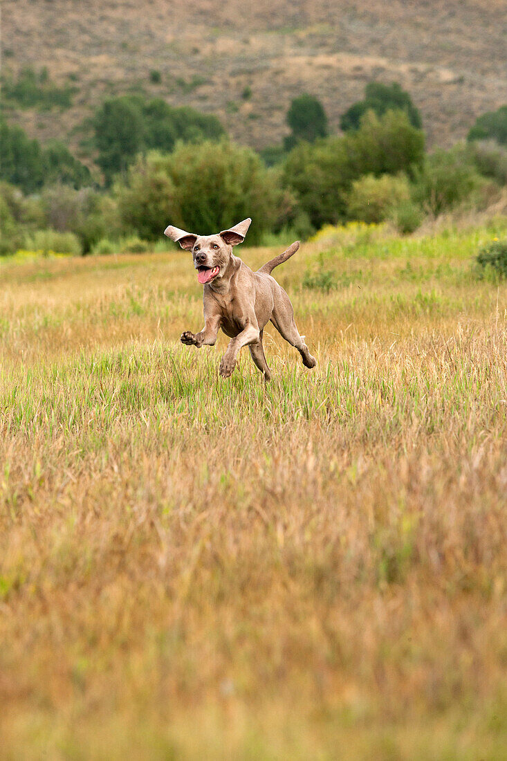 Grey Weimaraner mid air running through high grass.