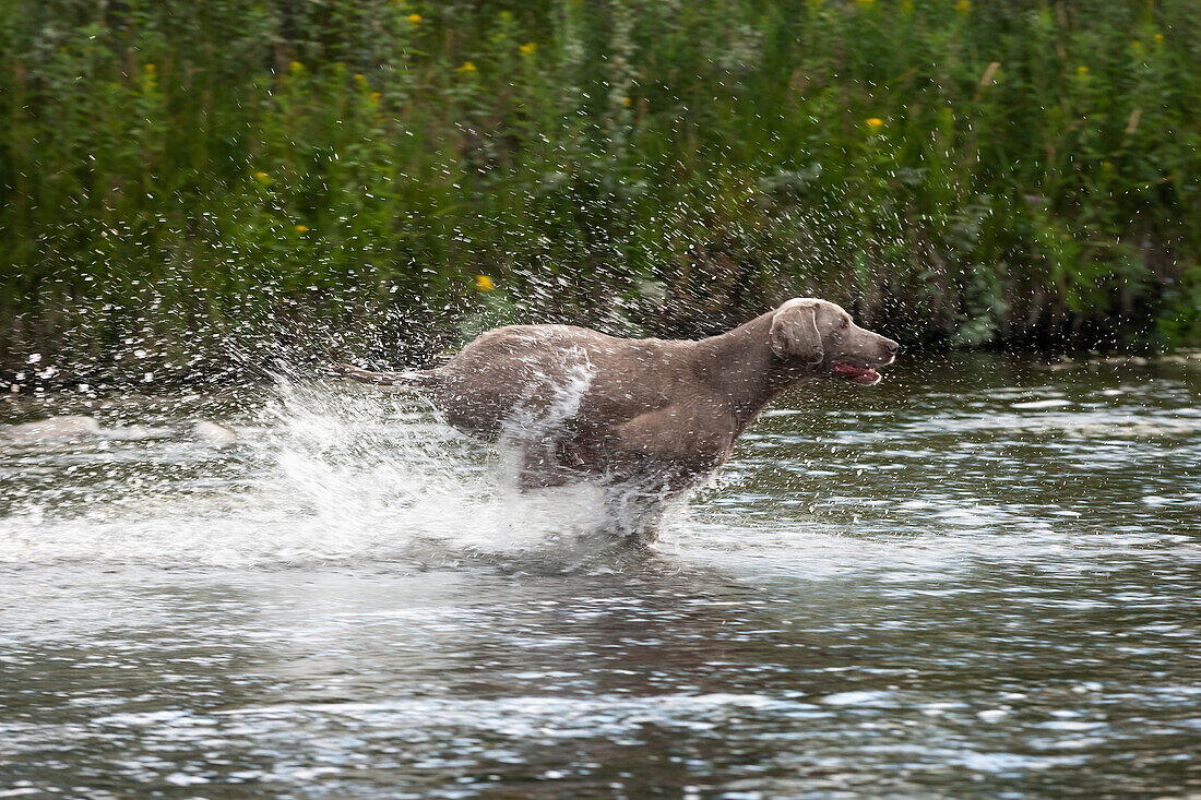 Grey Weimaraner running through a creek splashing up water.