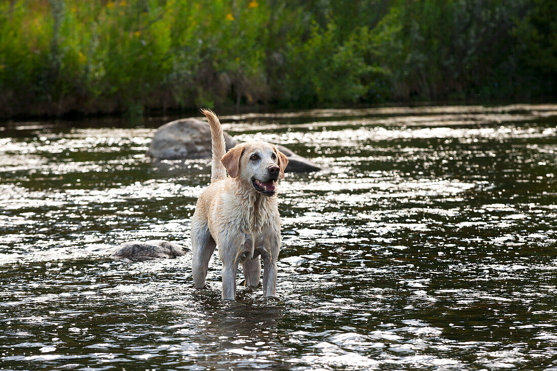 Ein gelber Labrador, der wachsam und glücklich in einem Nebenfluss steht.