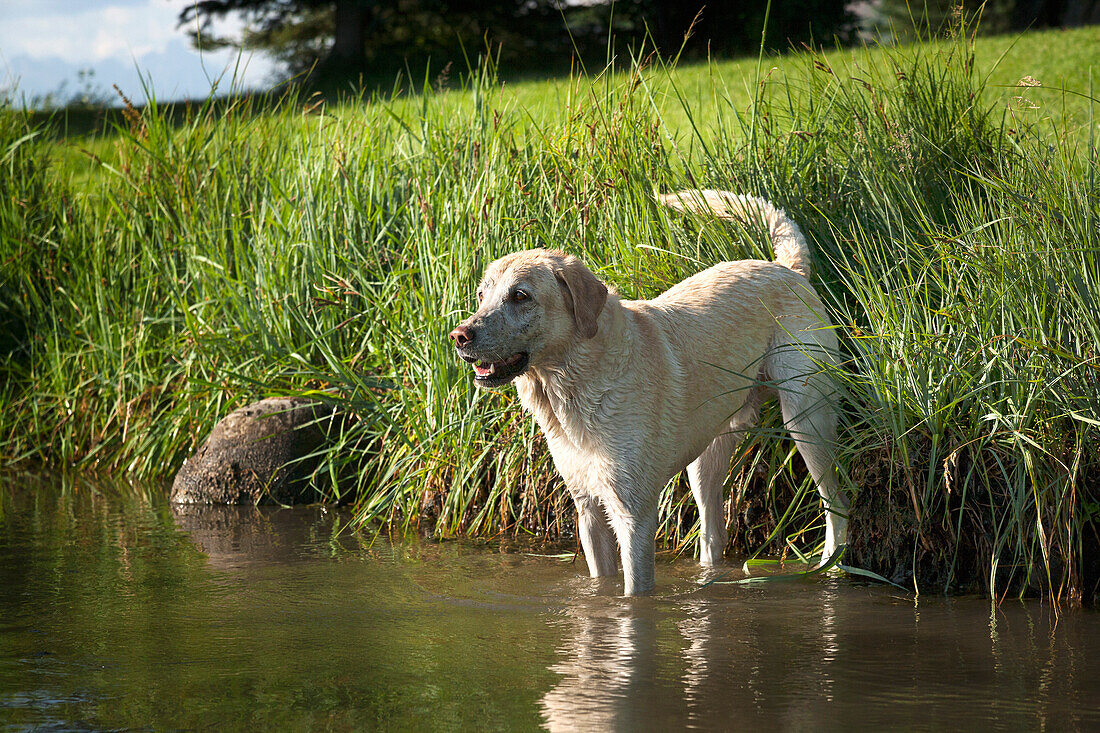 A Yellow Lab standing on the edge of a pond with feet in the water.