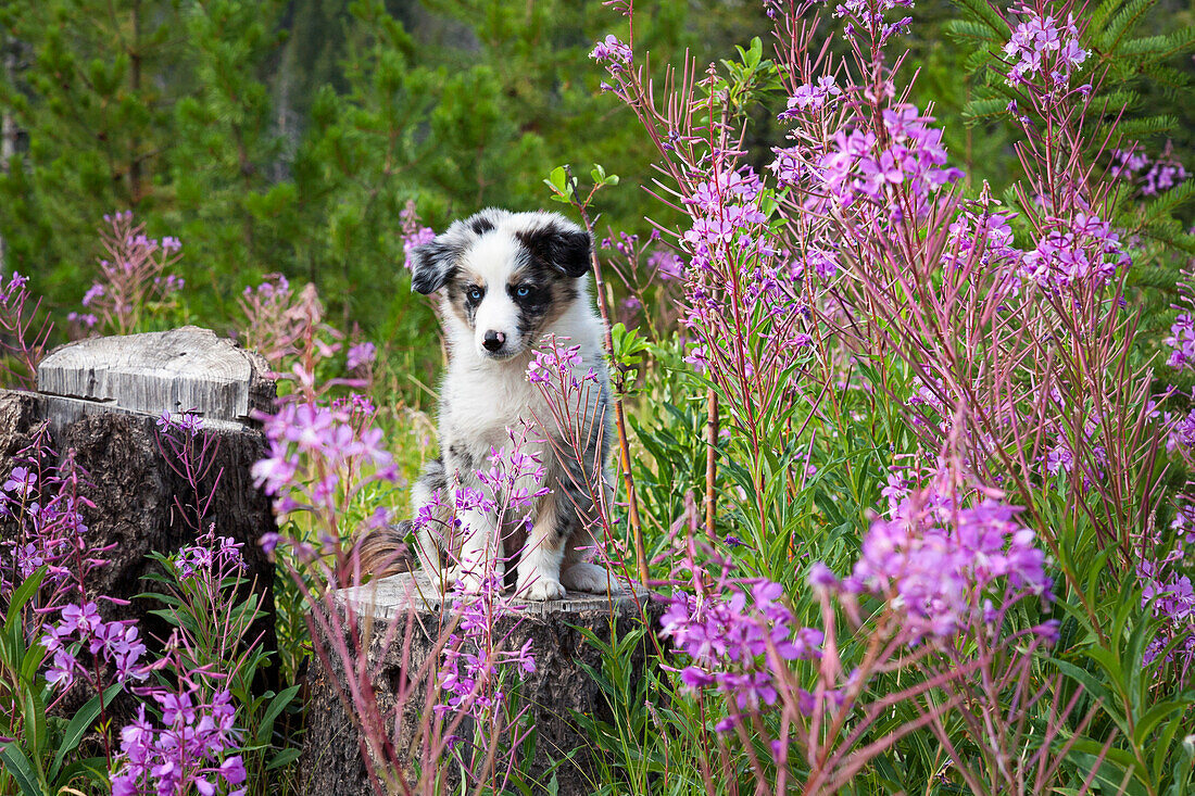 An Australian shepherd puppy sitting on a tree stump among a patch of wild flowers.