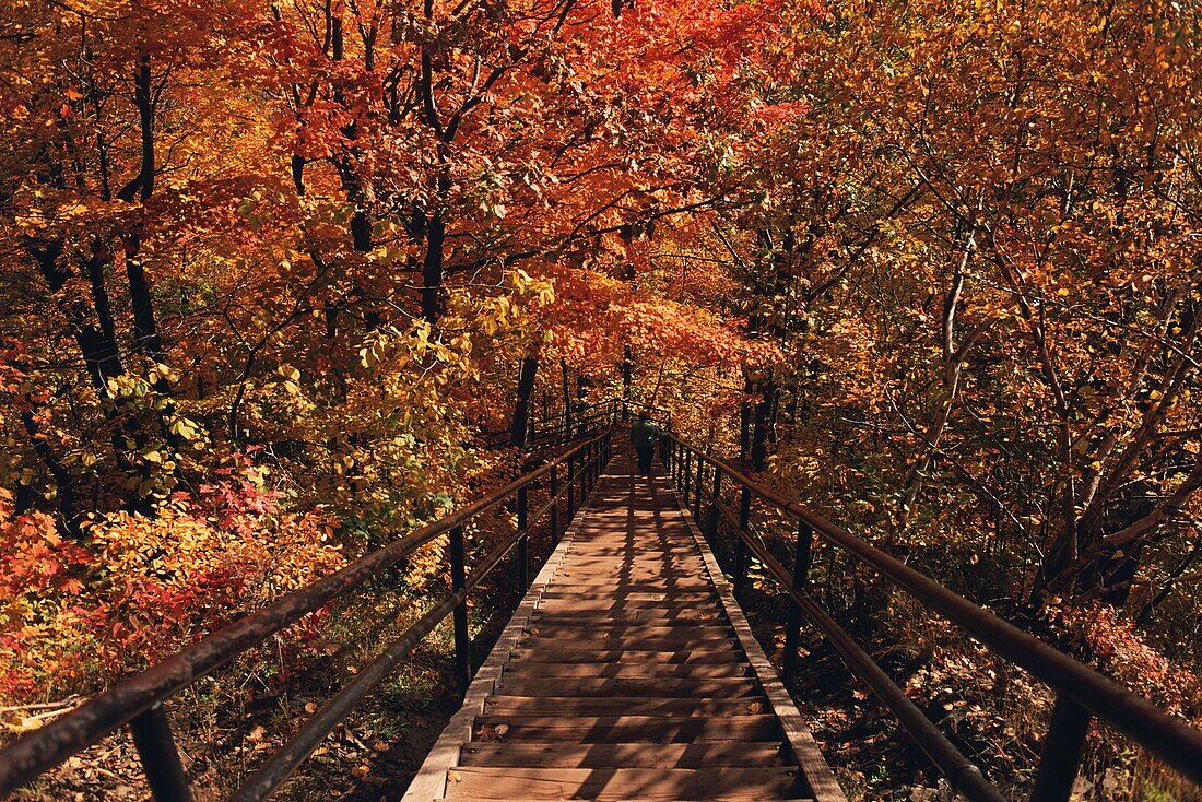 Wooden staircase through a wooded area, Mount Royal, Montreal, Quebec, Canada