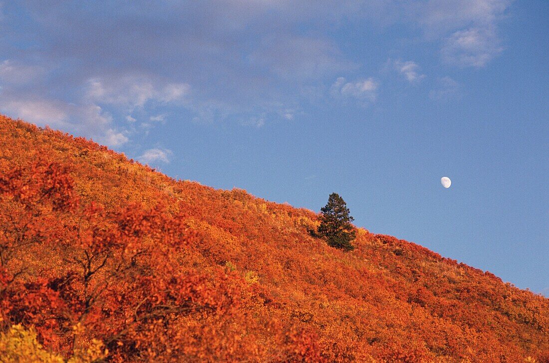 Moon in the sky over fall colors on a landscape, Colorado, USA