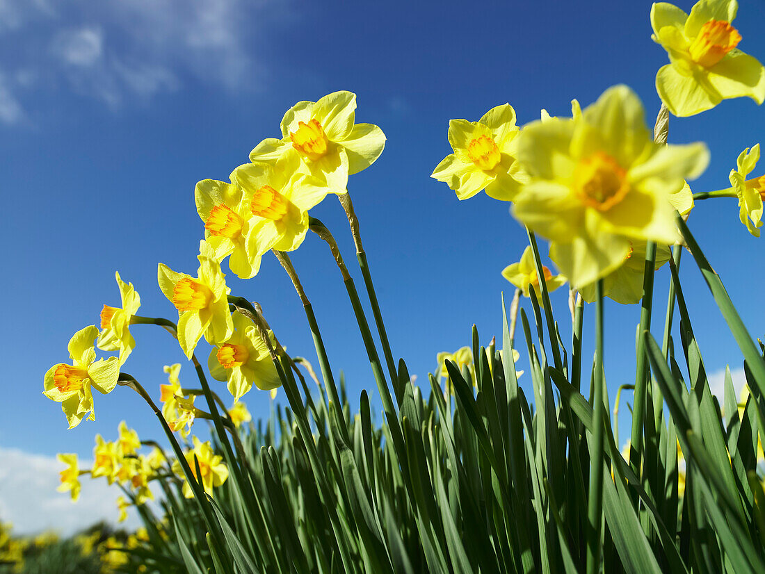 Row of yellow daffodils against blue sky