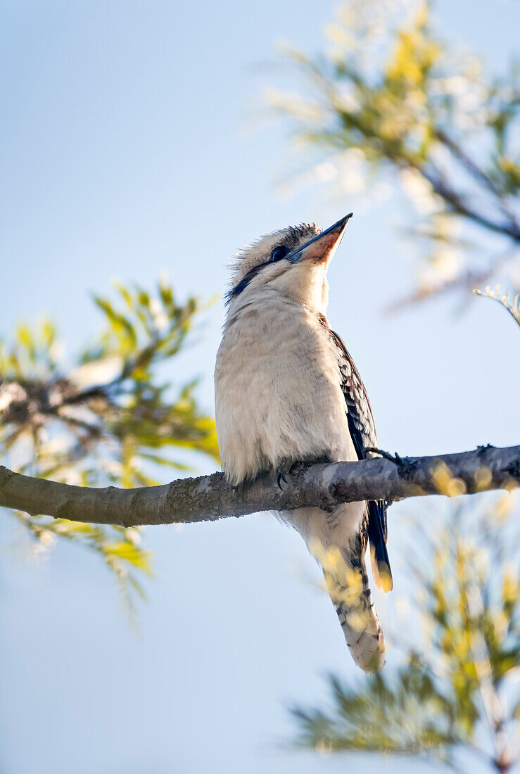 Kookaburra sitting on branch of tree against blue sky