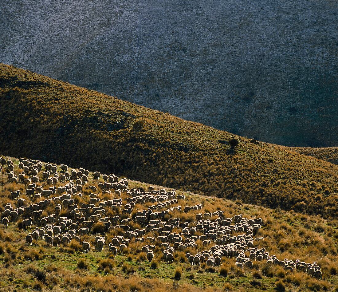 Flock of sheep roaming the highlands covered in tussock grasses and sprinkling of snow
