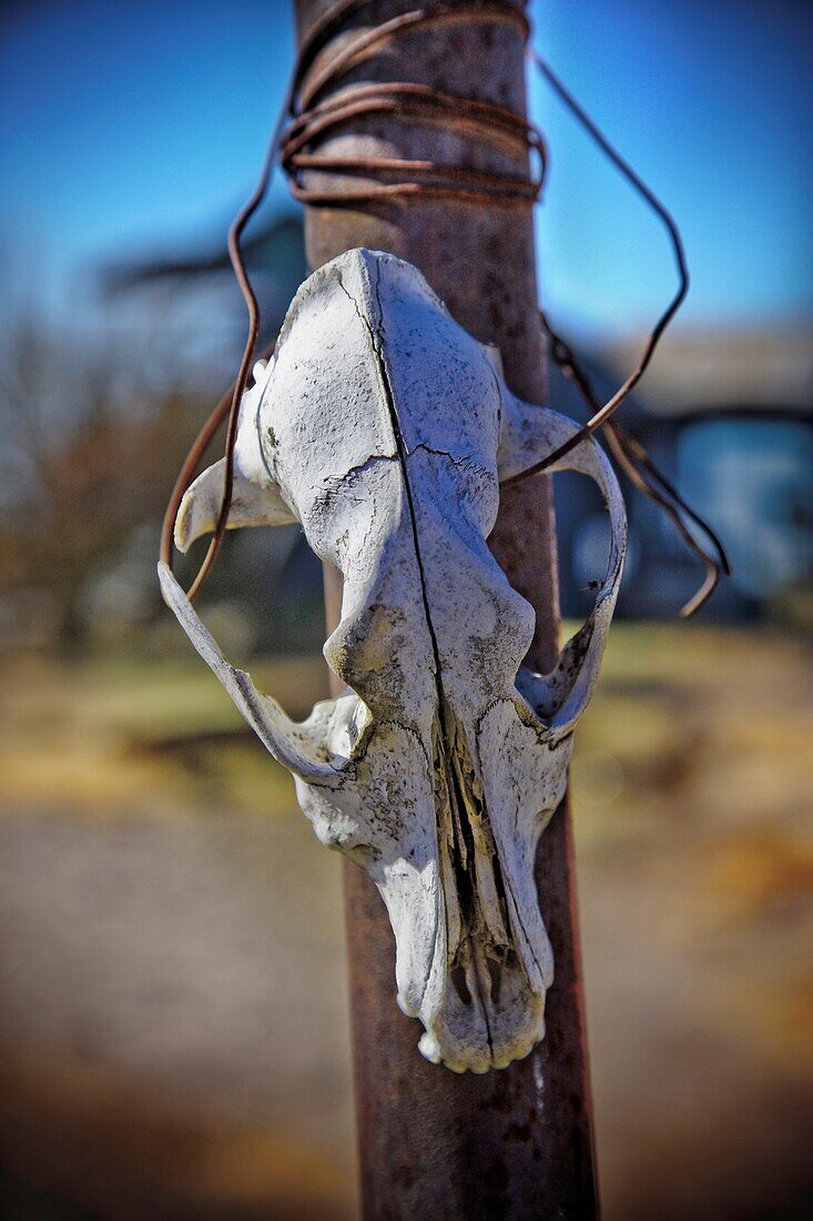 Close-up of an animal skull attached to a pole with wire, Marfa, Texas, USA