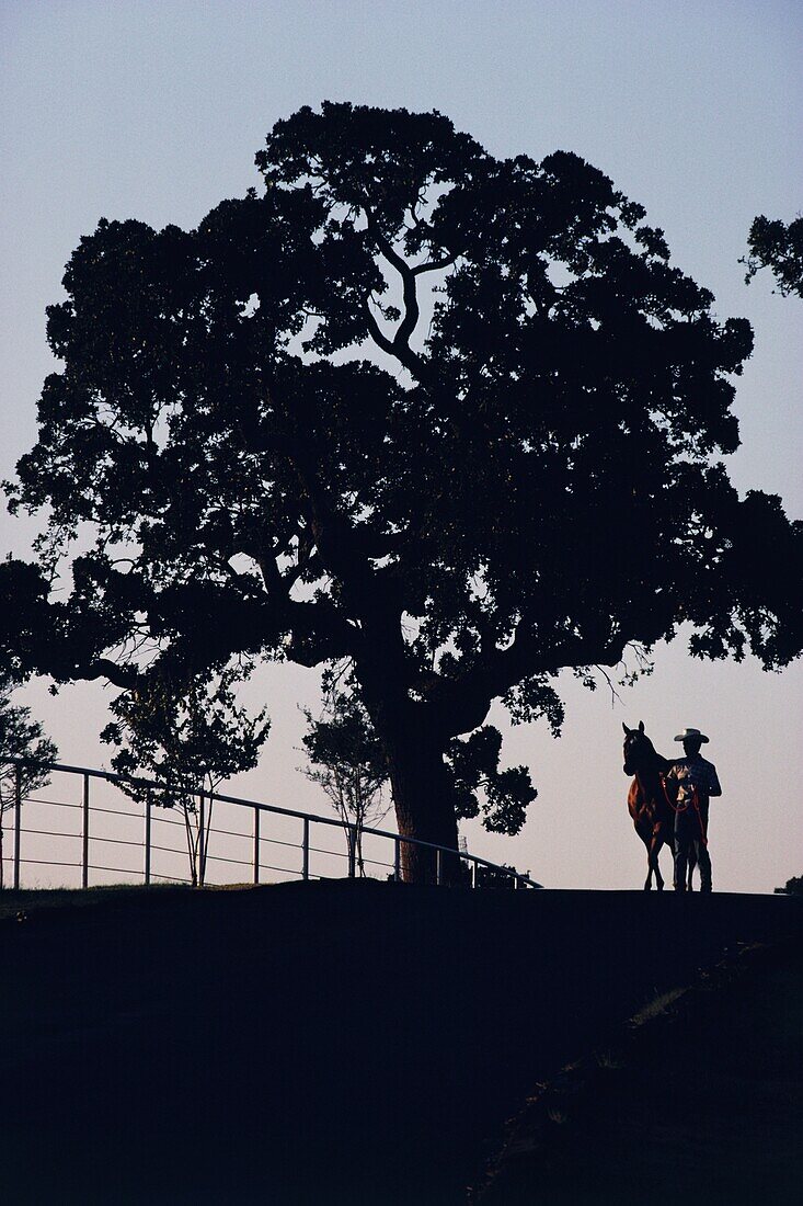 Cowboy standing next to his horse by a tree on top of a hill, Texas, USA