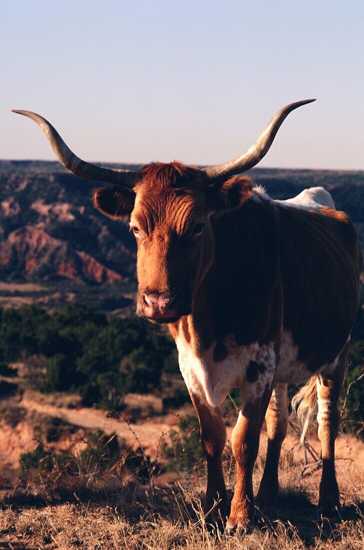 Texas Longhorn Kuh im Palo Duro Canyon State Park, Randall County, Texas, USA